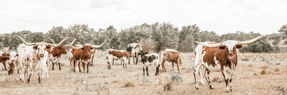 Longhorn Panoramic Canvas Wall Art Paper Photo Print / 12 x 36 Inches Wall Art Teri James Photography