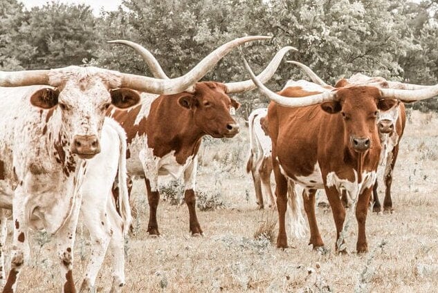 Longhorn Panoramic Canvas Wall Art Wall Art Teri James Photography