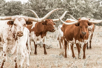 Longhorn Panoramic Canvas Wall Art Wall Art Teri James Photography