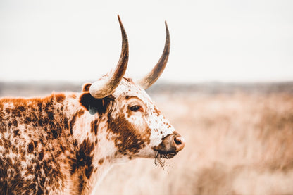 Longhorn Wall Decor in Farmhouse Style Paper Photo Print / 12 x 18 Inches Wall Art Teri James Photography