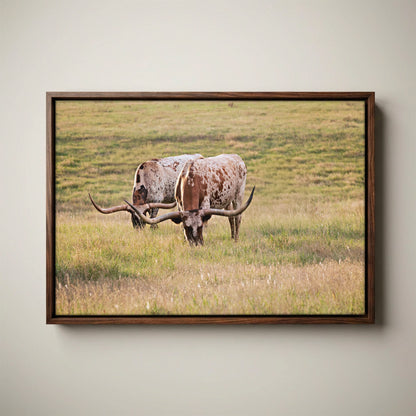 Longhorn Western Artwork - Texas Longhorn Cows