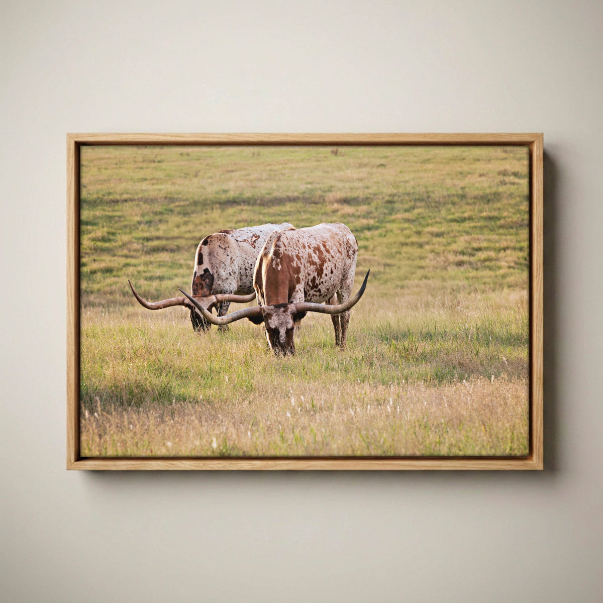 Longhorn Western Artwork - Texas Longhorn Cows Canvas-Natural Oak Float Frame / 12 x 18 Inches