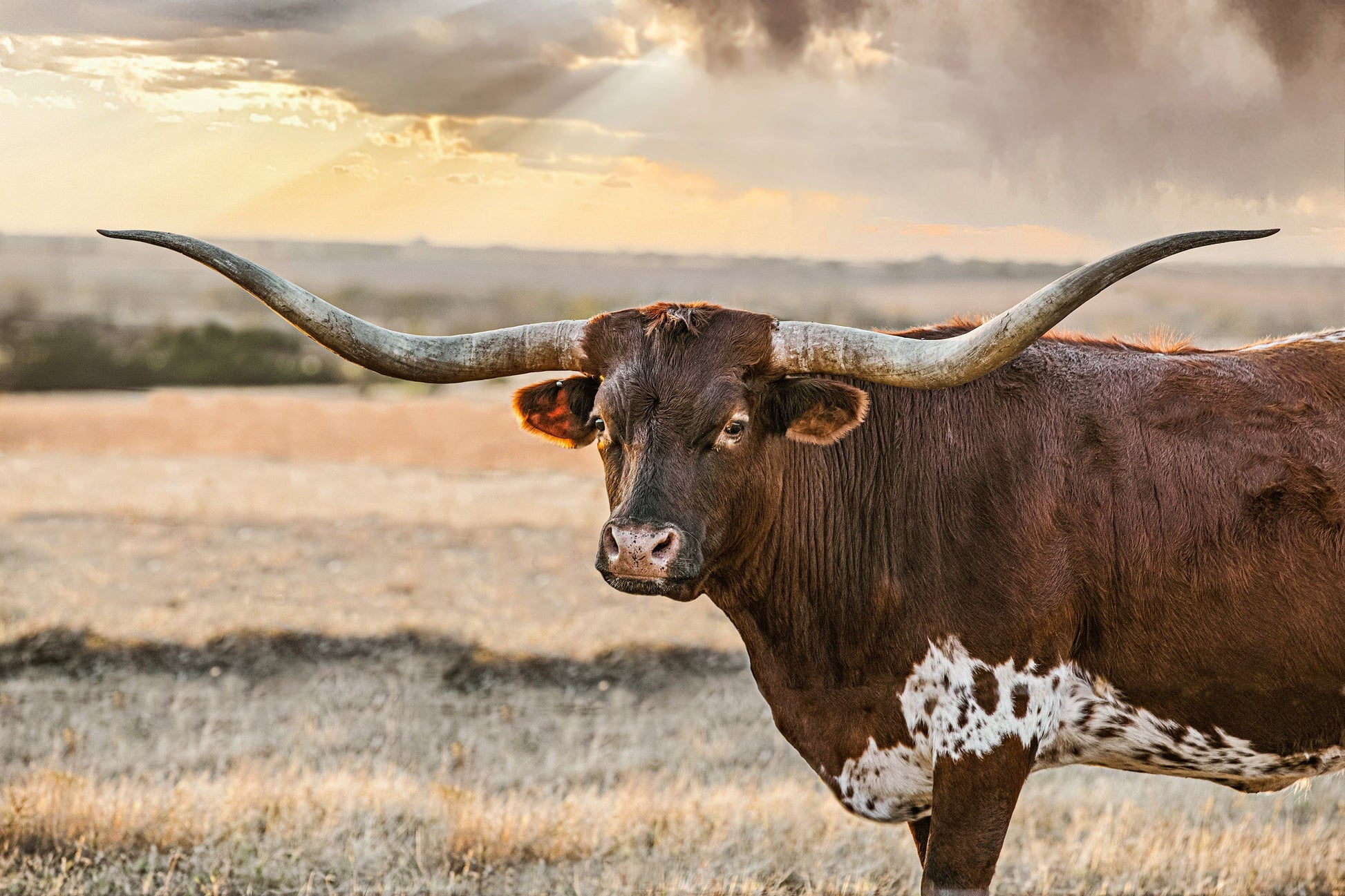 Longhorn Western Wall Art Canvas Paper Photo Print / 12 x 18 Inches Wall Art Teri James Photography