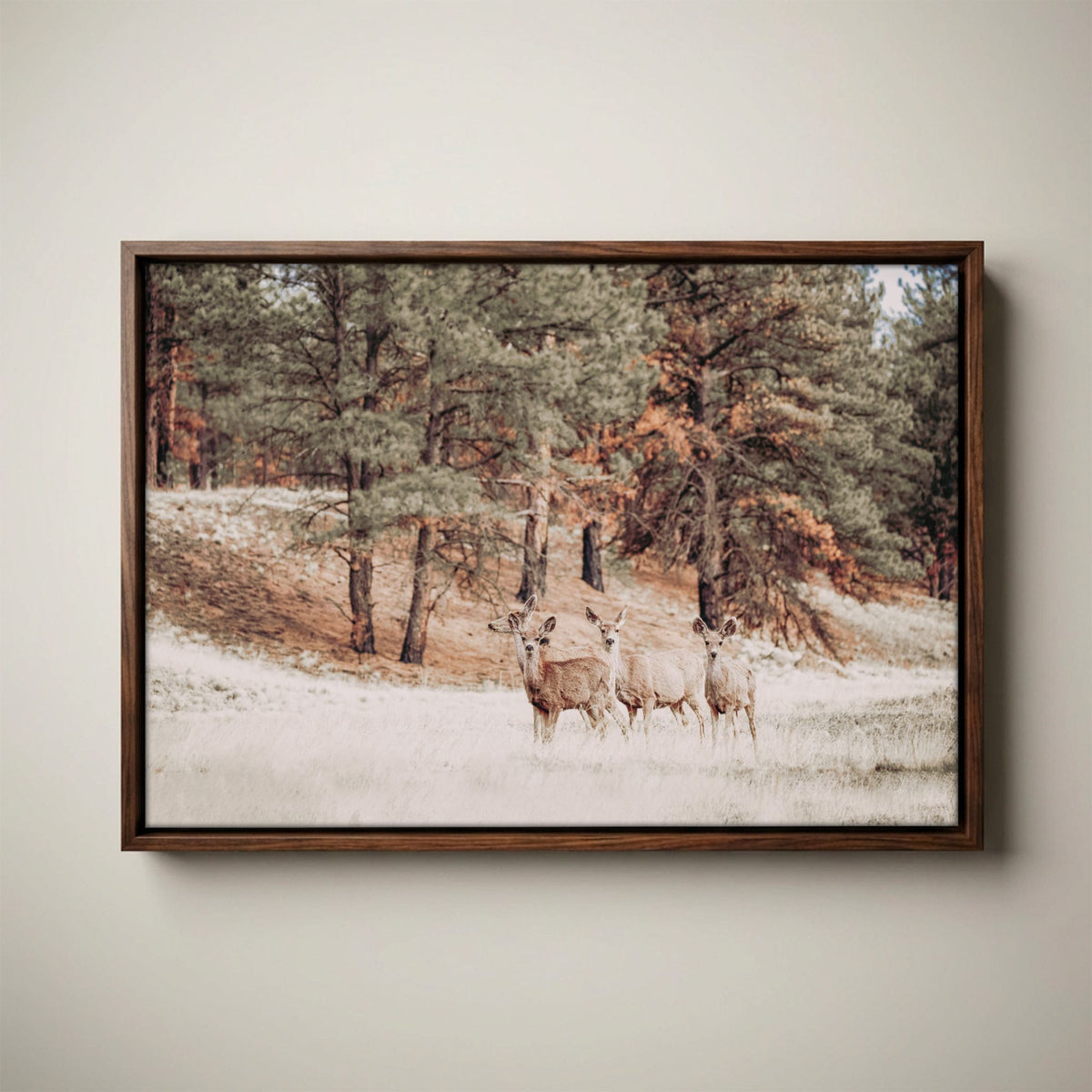 Mule Deer Canvas Print - Large Wildlife Wall Art