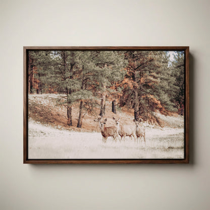 Mule Deer Canvas Print - Large Wildlife Wall Art