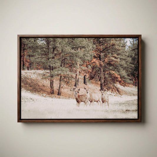 Mule Deer Canvas Print - Large Wildlife Wall Art