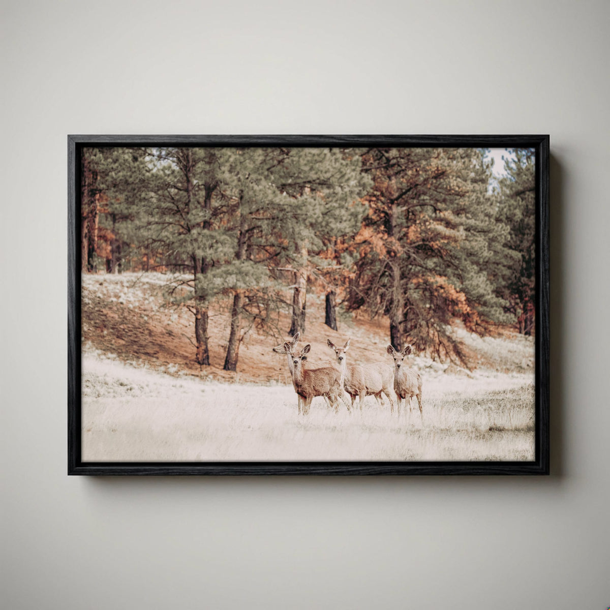 Mule Deer Canvas Print - Large Wildlife Wall Art
