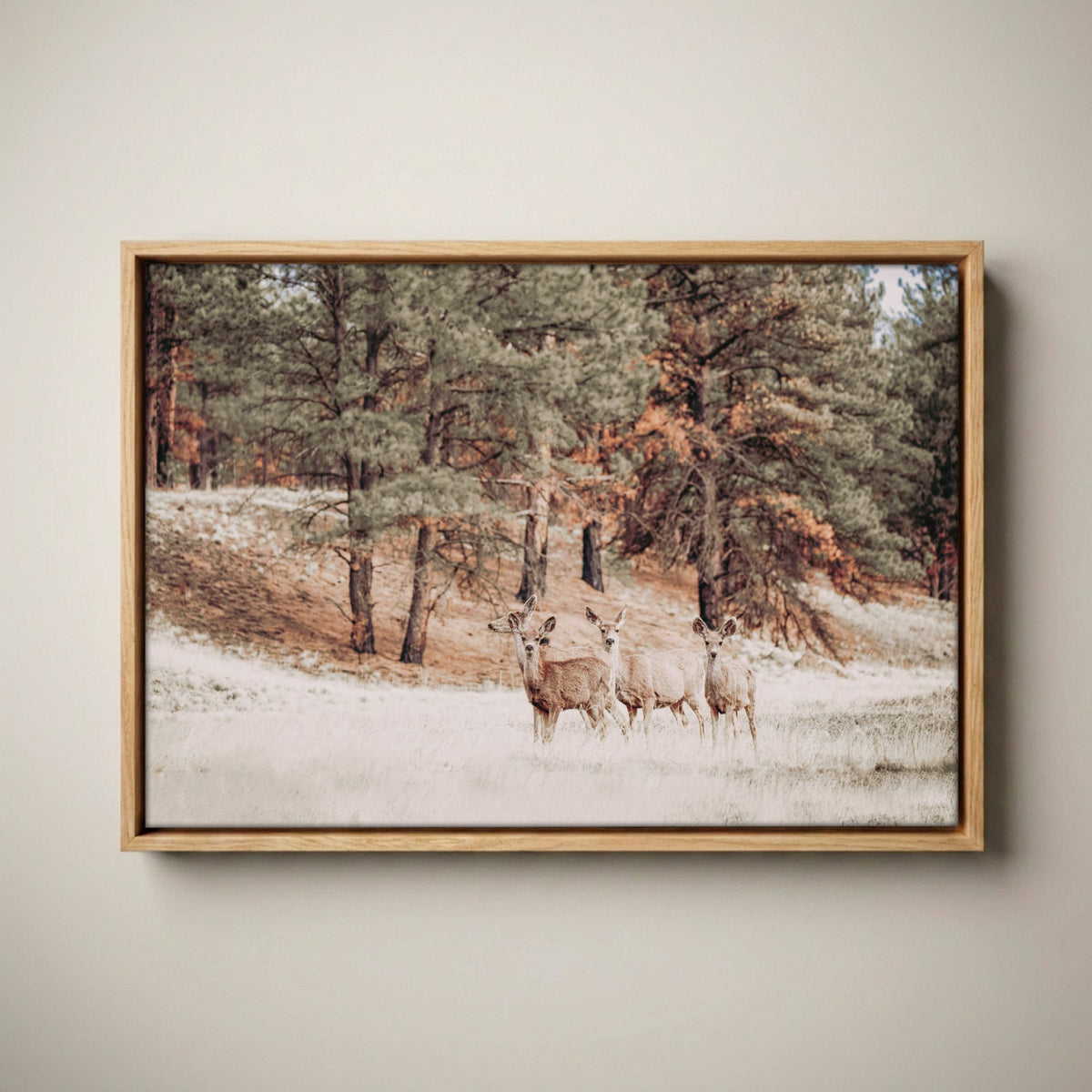 Mule Deer Canvas Print - Large Wildlife Wall Art Canvas-Natural Oak Float Frame / 12 x 18 Inches