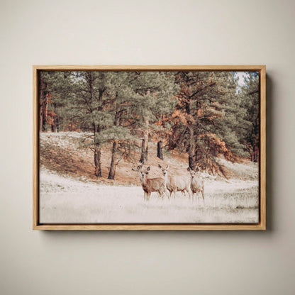 Mule Deer Canvas Print - Large Wildlife Wall Art Canvas-Natural Oak Float Frame / 12 x 18 Inches