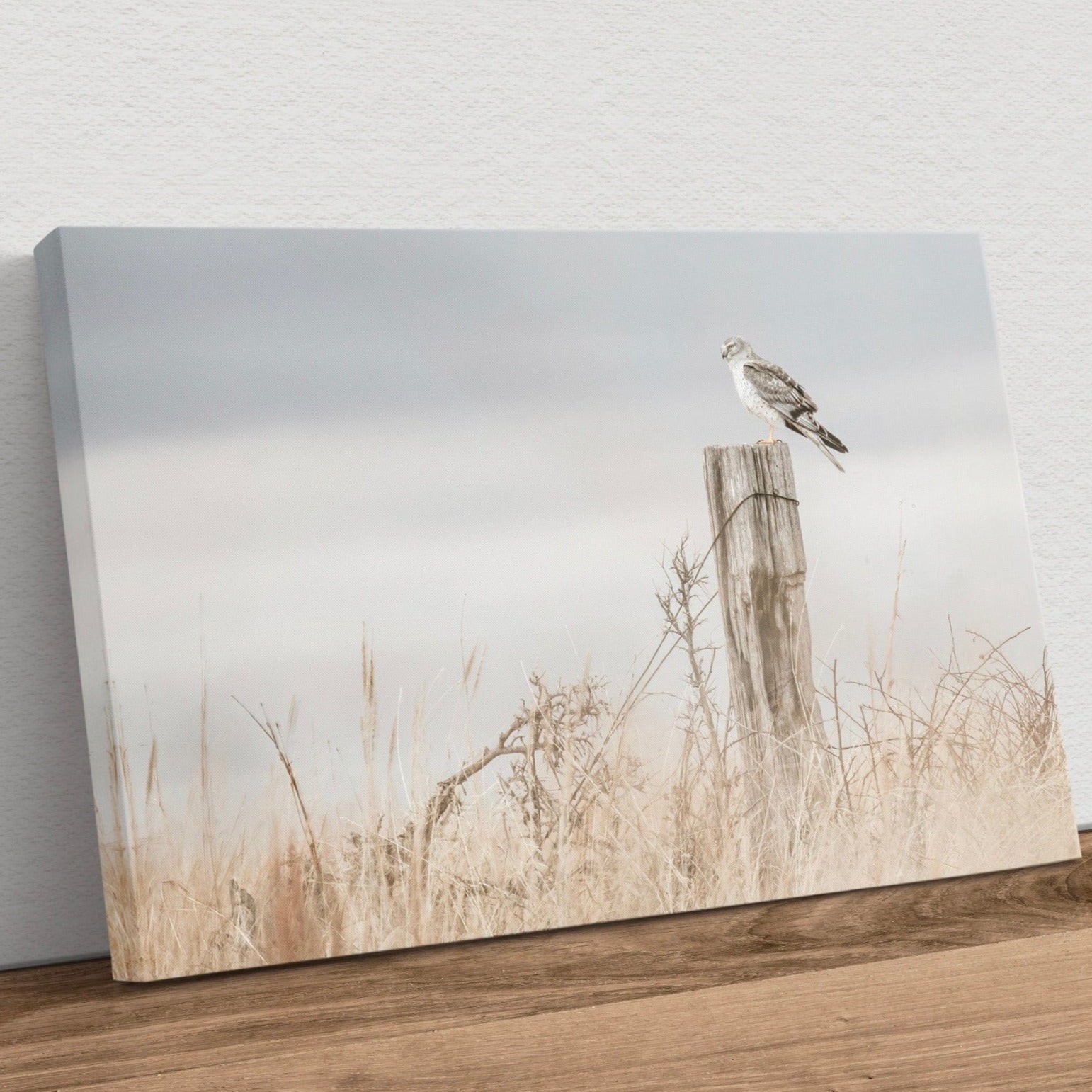 Northern Harrier Hawk on Fence Canvas-Unframed / 12 x 18 Inches Wall Art Teri James Photography