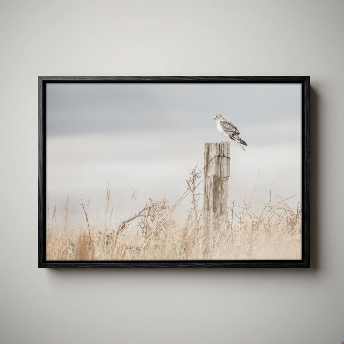 Northern Harrier Hawk Print – Rustic Wildlife Wall Art