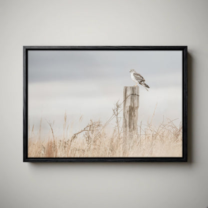 Northern Harrier Hawk Print – Rustic Wildlife Wall Art