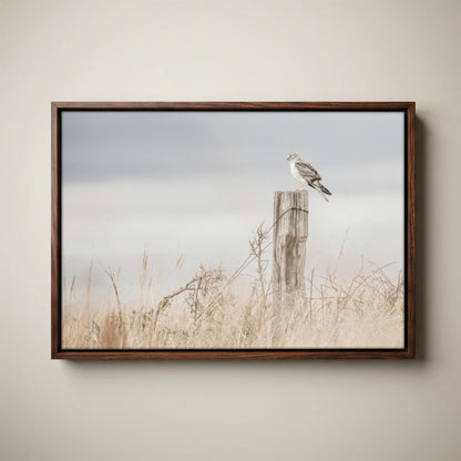 Northern Harrier Hawk Print – Rustic Wildlife Wall Art