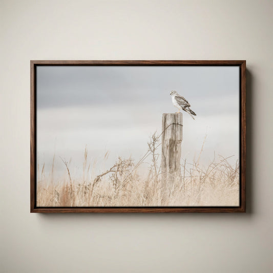 Northern Harrier Hawk Print – Rustic Wildlife Wall Art