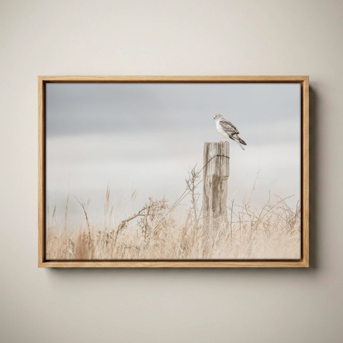 Northern Harrier Hawk Print – Rustic Wildlife Wall Art Canvas-Natural Oak Float Frame / 12 x 18 Inches
