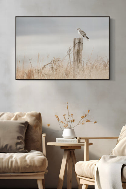 Northern Harrier Hawk Print Wall Art Teri James Photography