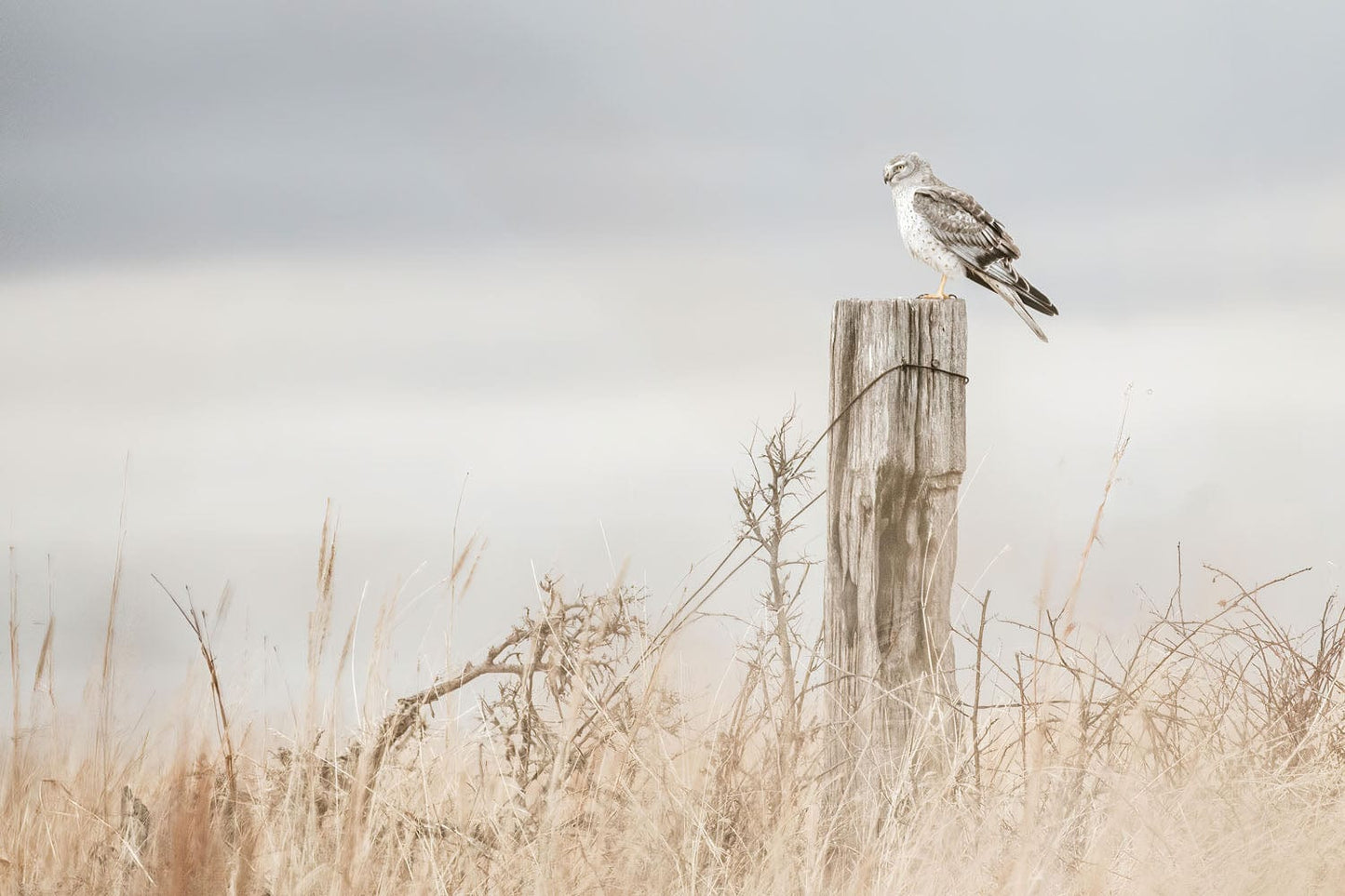 Northern Harrier Hawk Print Paper Photo Print / 12 x 18 Inches Wall Art Teri James Photography