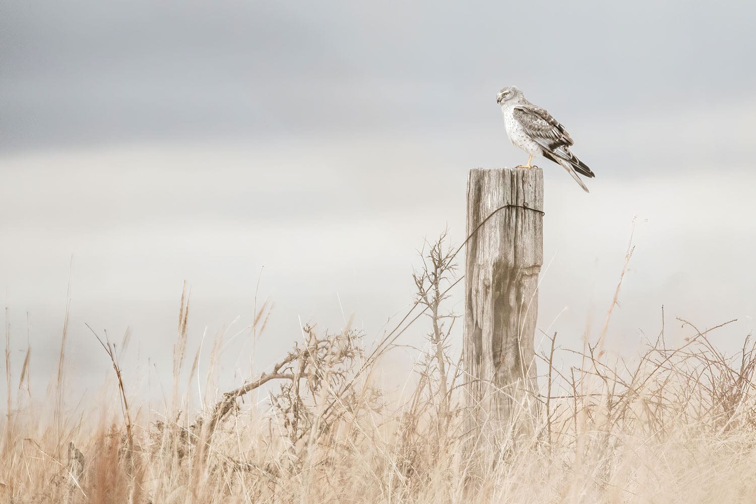 Northern Harrier Hawk Print Paper Photo Print / 12 x 18 Inches Wall Art Teri James Photography