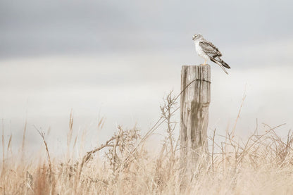 Northern Harrier Hawk Print Paper Photo Print / 12 x 18 Inches Wall Art Teri James Photography
