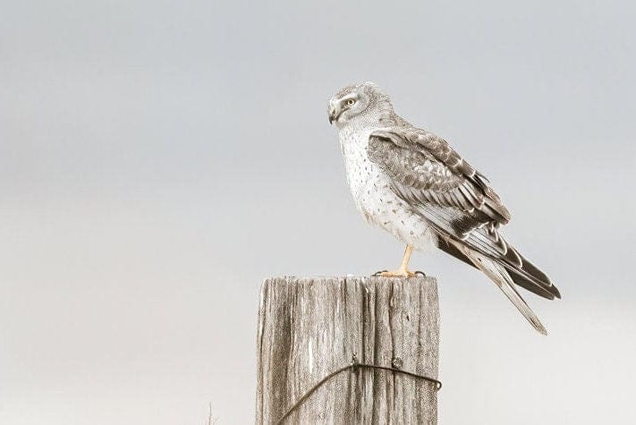 Northern Harrier Hawk Print Wall Art Teri James Photography