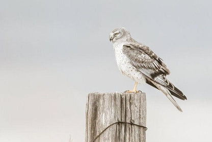Northern Harrier Hawk Print Wall Art Teri James Photography