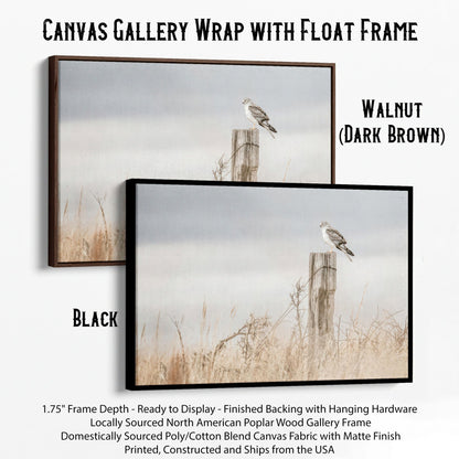Northern Harrier Hawk Print Canvas-Black Frame / 12 x 18 Inches Wall Art Teri James Photography