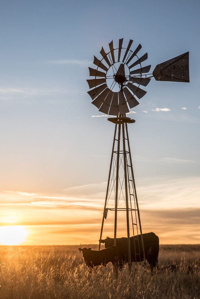 Old Windmill and Black Angus Cattle Paper Photo Print / 12 x 18 Inches Wall Art Teri James Photography