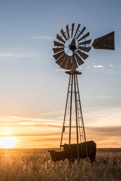 Old Windmill and Black Angus Cattle Paper Photo Print / 12 x 18 Inches Wall Art Teri James Photography