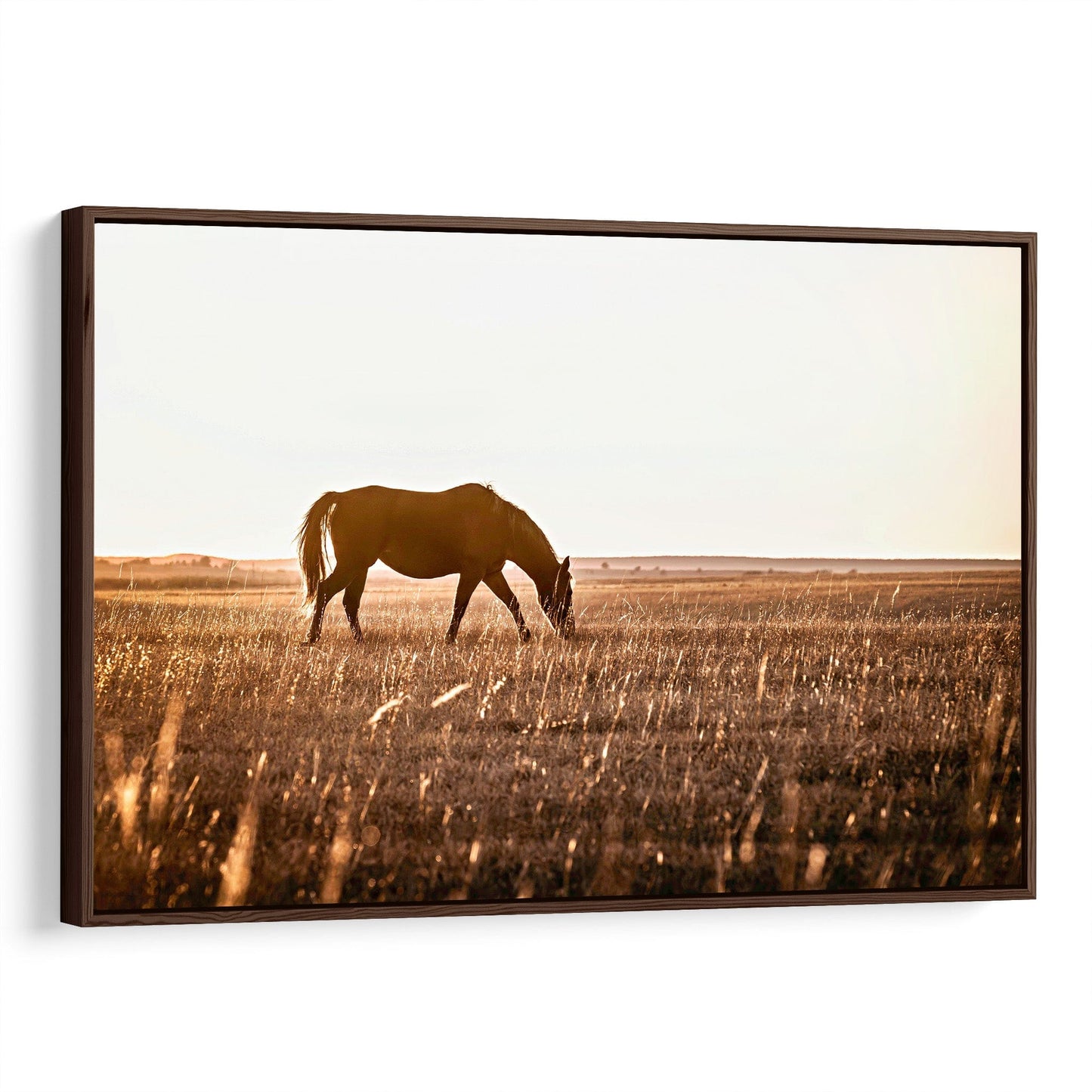 Osage County Horse Backlit by the Sun Canvas-Walnut Frame / 12 x 18 Inches Wall Art Teri James Photography