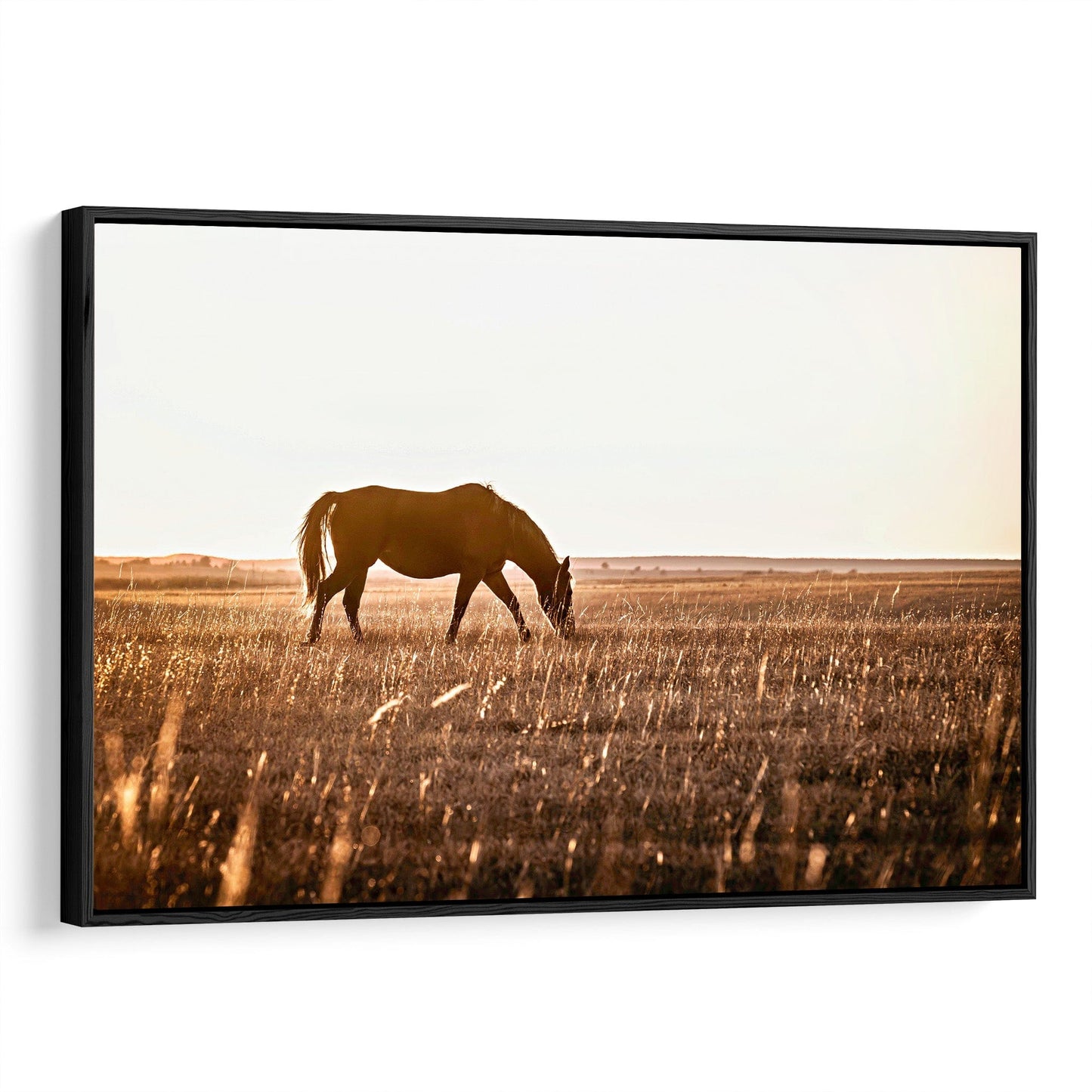Osage County Horse Backlit by the Sun Canvas-Black Frame / 12 x 18 Inches Wall Art Teri James Photography