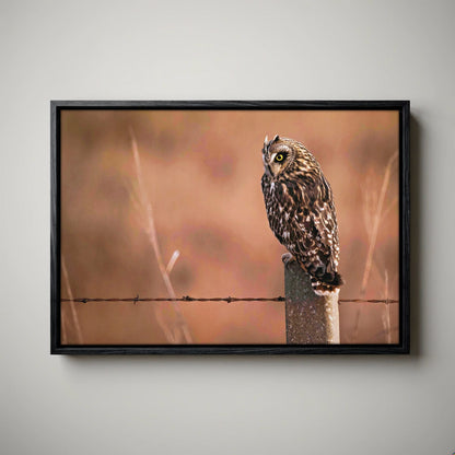 Owl Artwork Canvas – Short Eared Owl Print