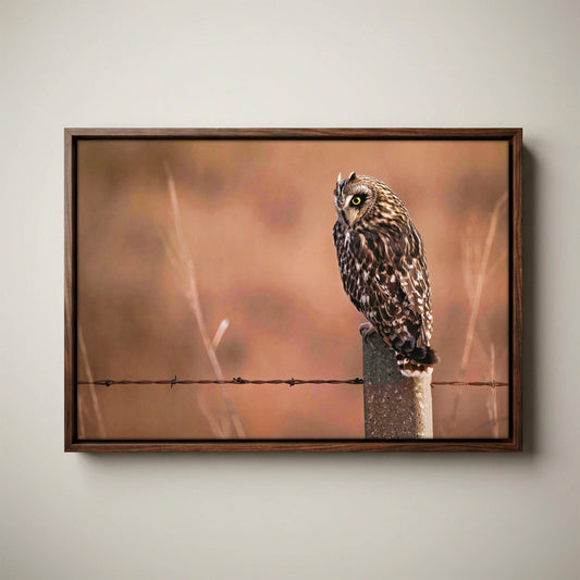 Owl Artwork Canvas – Short Eared Owl Print