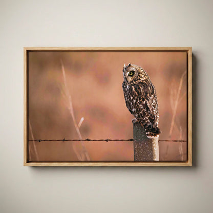 Owl Artwork Canvas – Short Eared Owl Print Canvas-Natural Oak Float Frame / 12 x 18 Inches