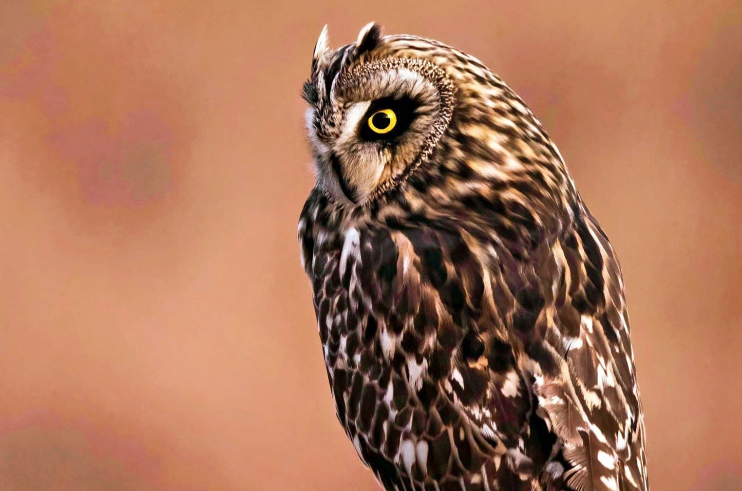 Owl Artwork, Short Eared Owl Wall Art Teri James Photography
