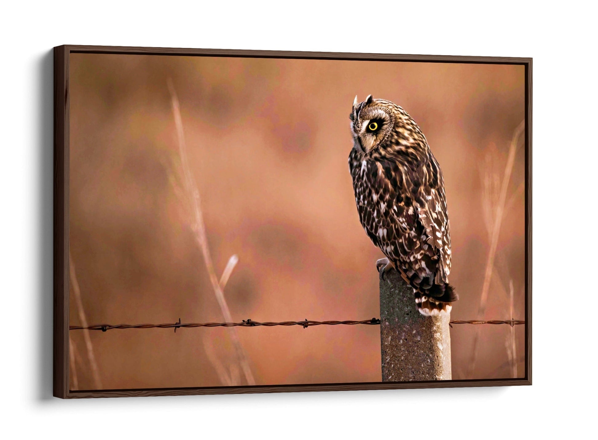 Owl Artwork, Short Eared Owl Wall Art Teri James Photography