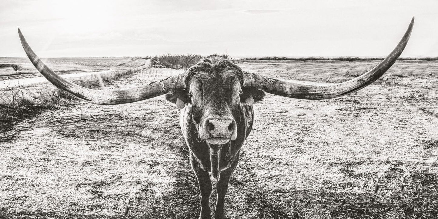 Panoramic Longhorn Canvas Print Paper Photo Print / 10 x 20 Inches Wall Art Teri James Photography