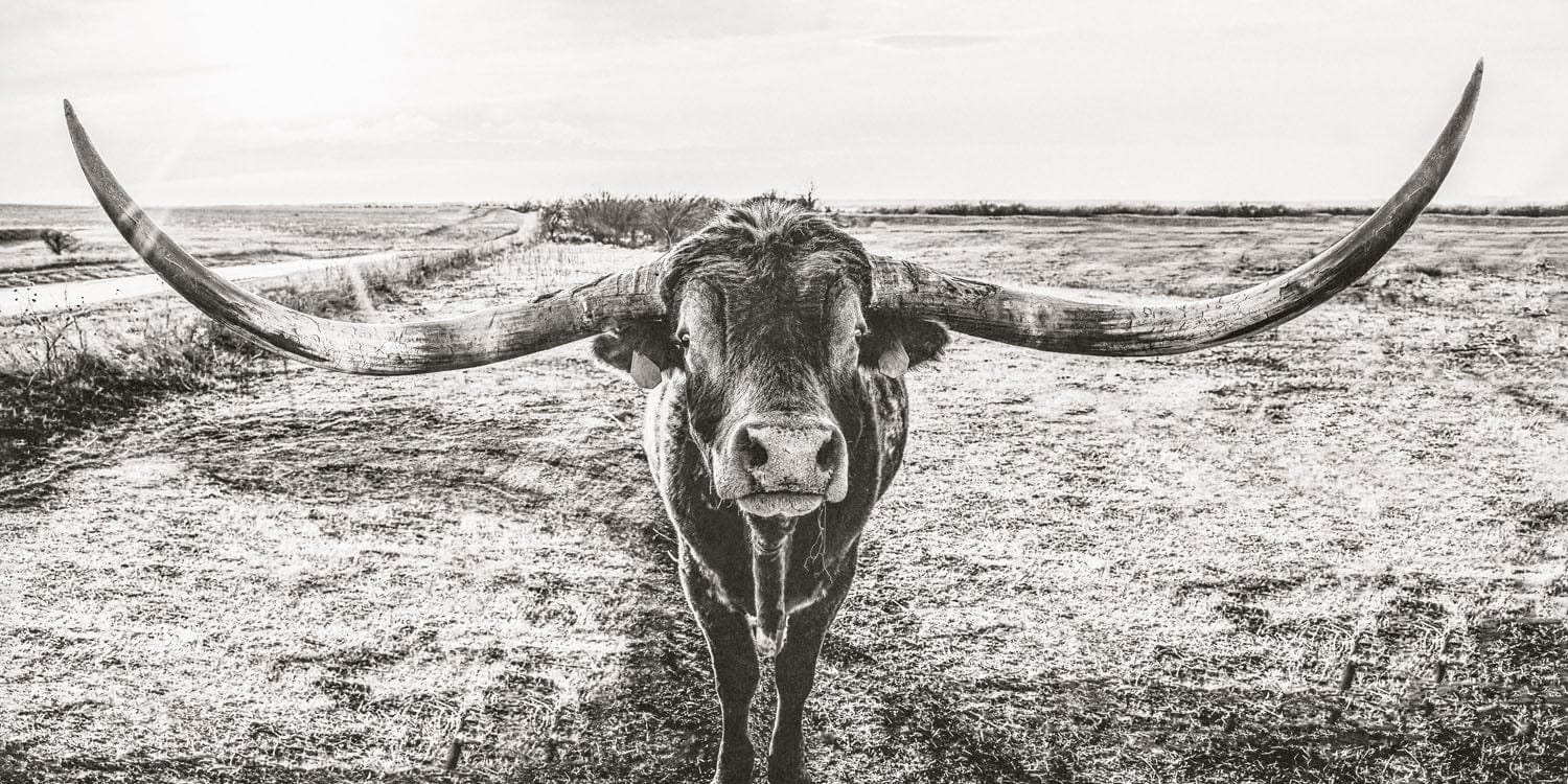 Panoramic Longhorn Canvas Print Paper Photo Print / 10 x 20 Inches Wall Art Teri James Photography