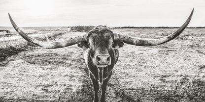 Panoramic Longhorn Canvas Print Paper Photo Print / 10 x 20 Inches Wall Art Teri James Photography