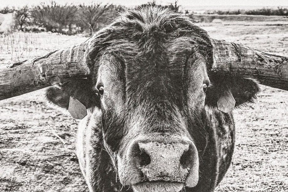 Panoramic Longhorn Canvas Print Wall Art Teri James Photography