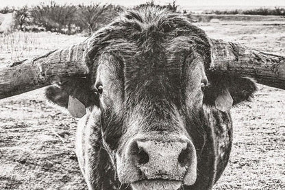 Panoramic Longhorn Canvas Print Wall Art Teri James Photography