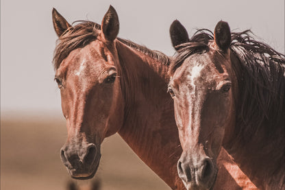 Wild Horses of Osage County Oklahoma