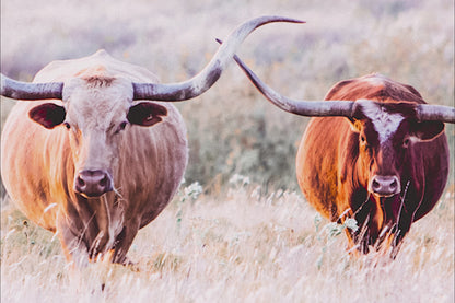 Texas Longhorn Cows in Colorful Pasture Grass