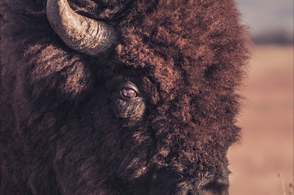 Bison Bull Canvas Print - Wichita Mountains Wildlife Refuge