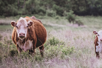 Twin Nursery Decor - Hereford Cattle