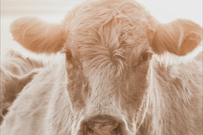 Charolais Cattle Canvas – Rustic Farmhouse Wall Art With Earth Tone Muted Colors