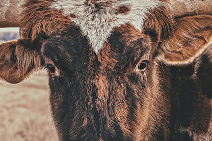 Cow Decor Texas Longhorn Canvas