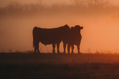 Black Angus Sunrise Print – Ranch Style Wall Decor
