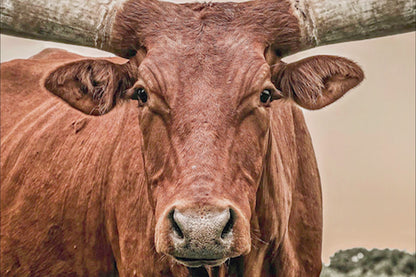 Western Decor Texas Longhorn Canvas in Southwest Colors