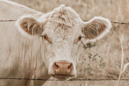 Charolais Cow Canvas Print – Western Wall Art Rustic
