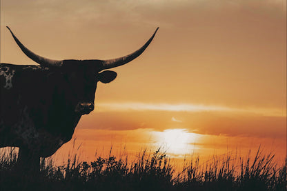 Texas Longhorn Sunset Canvas Print